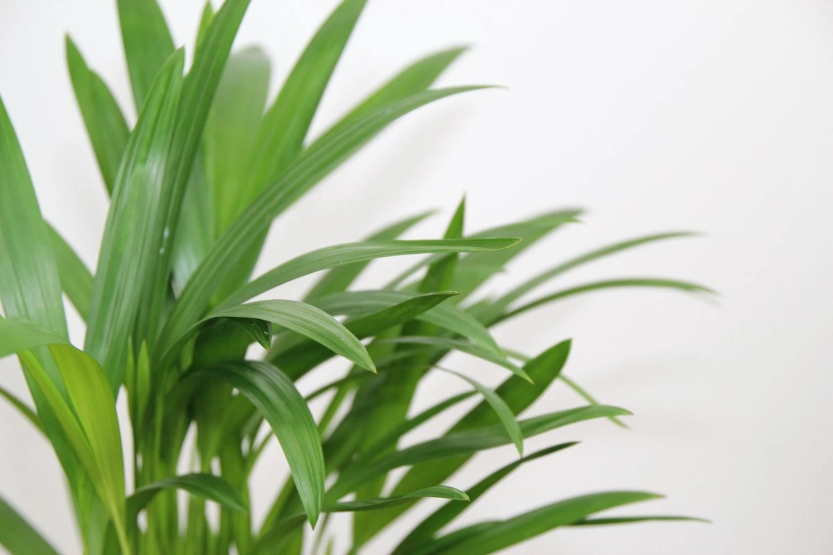 Areca In Siermand Guusje Naturel – Luchtzuiverende Kamerplant – Eenvoudig Te Onderhouden Goudpalm - ↕35-50cm - Ø13 – Geleverd Met Plantenpot – Vers Uit De Kwekerij - Afbeelding 4