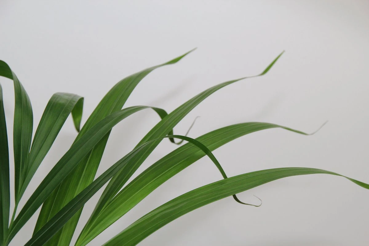 Areca In Siermand Guusje Naturel – Luchtzuiverende Kamerplant – Eenvoudig Te Onderhouden Goudpalm - ↕55-70cm - Ø18 – Geleverd Met Plantenpot – Vers Uit De Kwekerij - Afbeelding 4