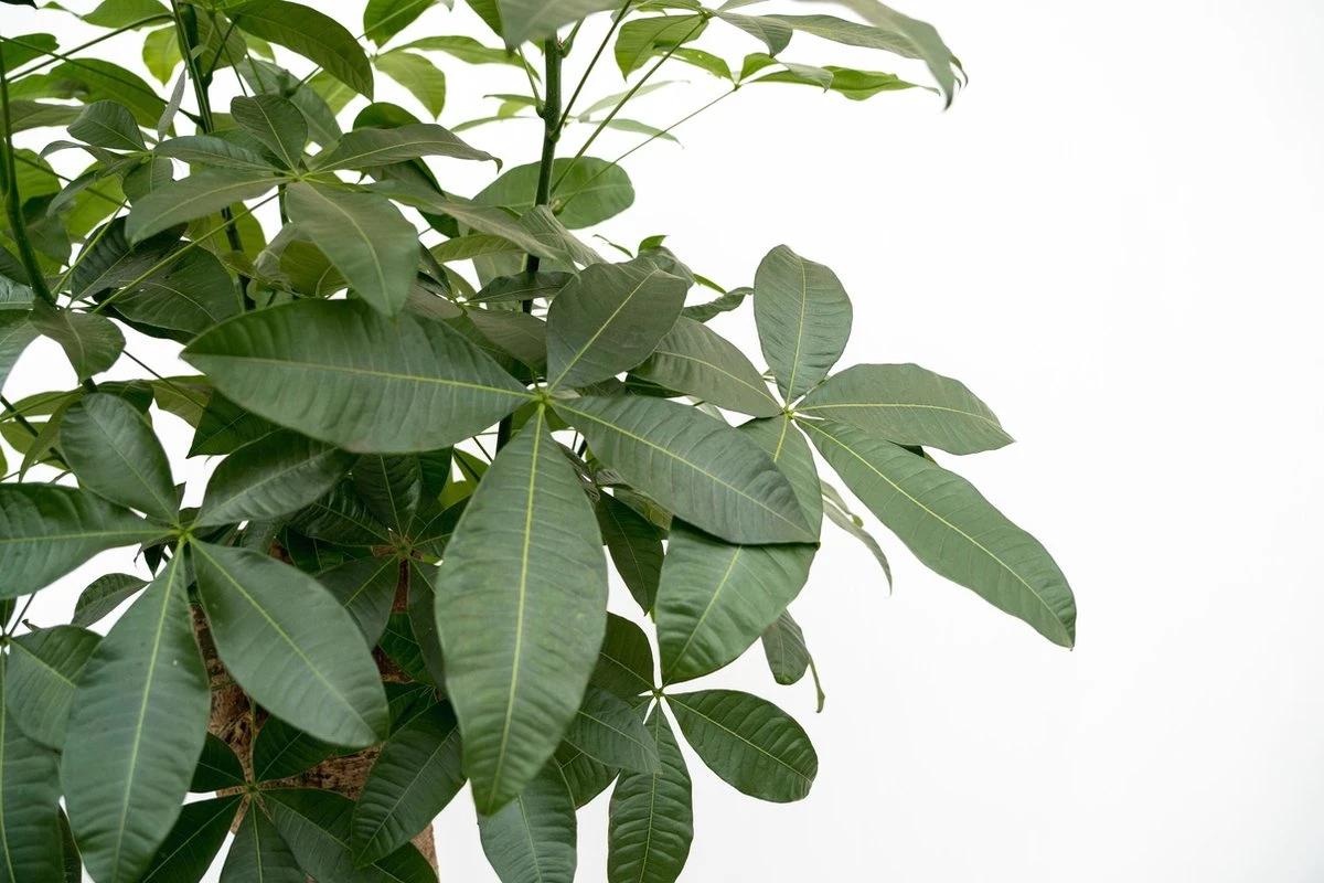 Wout L - Afbeelding 2