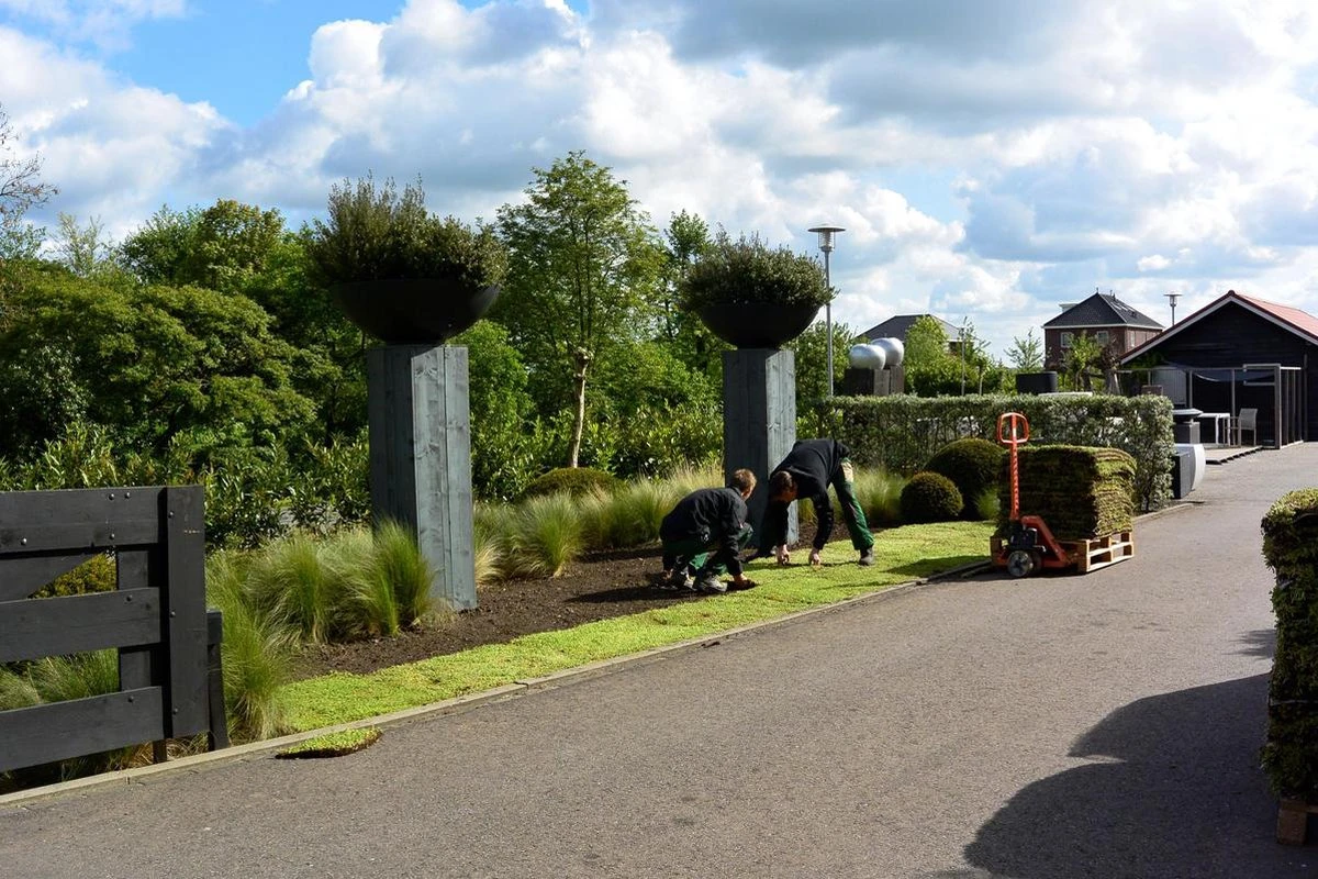 Covergreen Kant-en-klare Sedum Plantenmat - Afbeelding 4