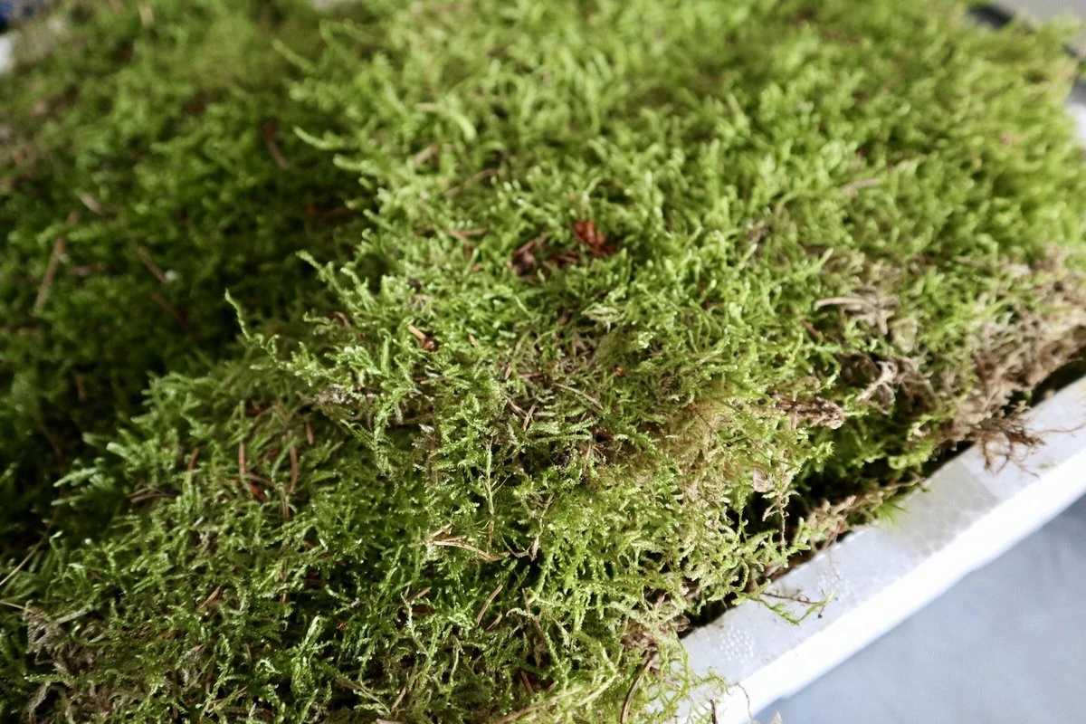 Merkloos 4 Lagen Vers Mos (Platmos) - Leuk Voor Decoratie - In Kist (40x30cm) - Afbeelding 2