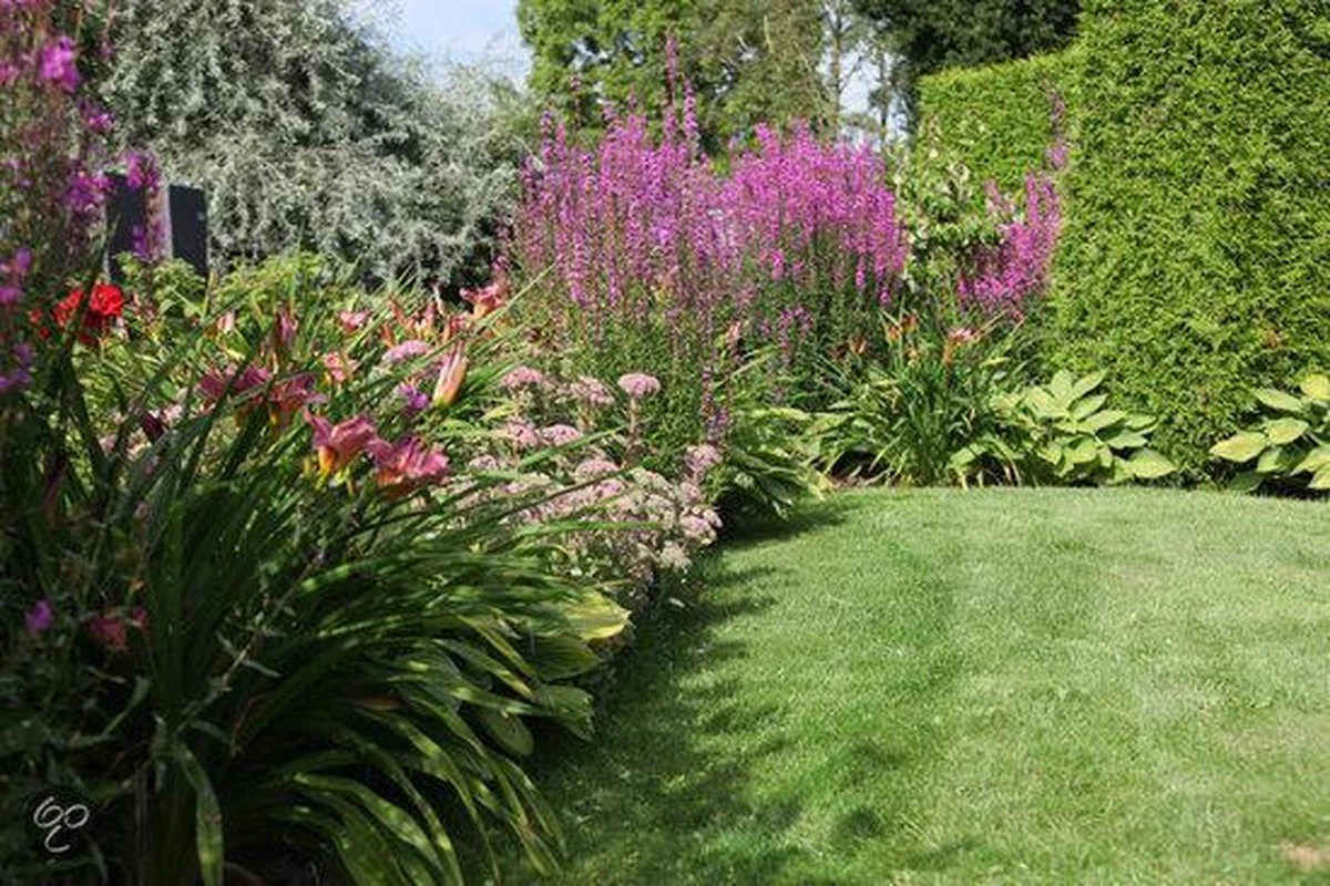 ECOstyle Tuinmest Organische Meststof - Border & Siertuin - Natuurlijke Meststof Gazon - 120 Dagen Voeding- 50 M² - 5 KG - Afbeelding 3