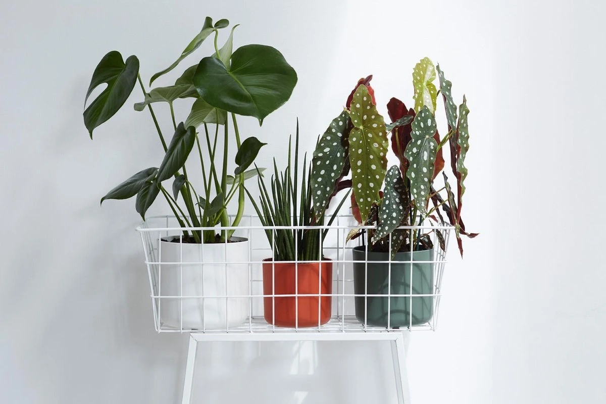 Elho B.for Soft Rond 25 - Bloempot Voor Binnen - Ø 24.7 X H 23.3 Cm - Antraciet - Afbeelding 7