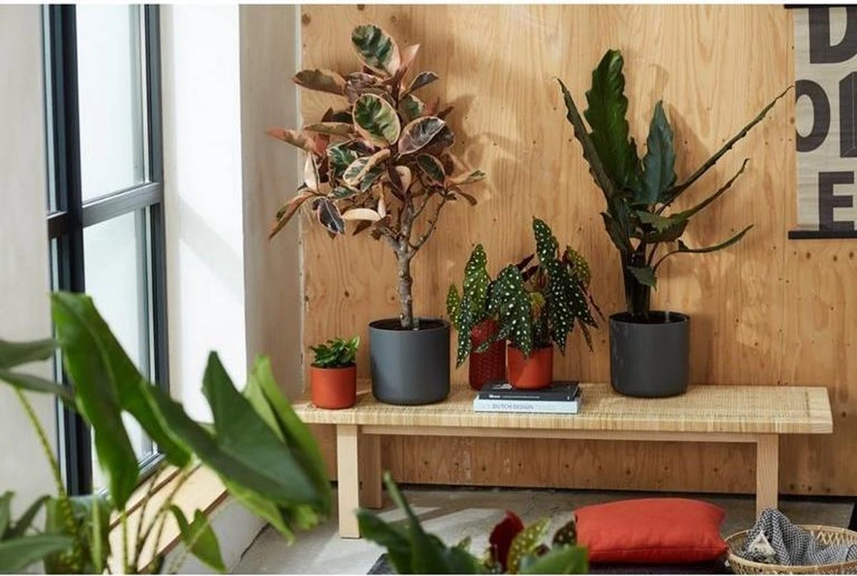 Elho B.for Soft Rond 25 - Bloempot Voor Binnen - Ø 24.7 X H 23.3 Cm - Antraciet - Afbeelding 10