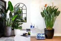 Exotische Paradijsvogelplant – Voor Binnen En Buiten – Set Van 2