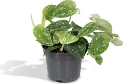 Scindapsus Pictus - Epipremnum - 15cm