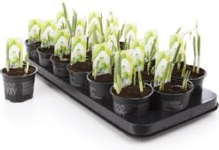 Merkloos Sneeuwklokjes In Pot (Ø9cm) - Voorjaarsbollen - 1 Tray à 9 Stuks - Haal Het Voorjaar In Huis - Bloeien Prachtig 2 à 3 Weken Na Ontvangst