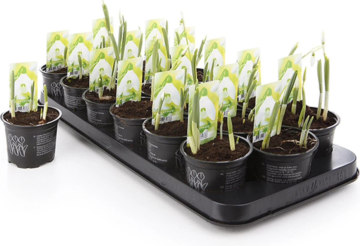 Merkloos Sneeuwklokjes In Pot (Ø9cm) - Voorjaarsbollen - 1 Tray à 9 Stuks - Haal Het Voorjaar In Huis - Bloeien Prachtig 2 à 3 Weken Na Ontvangst