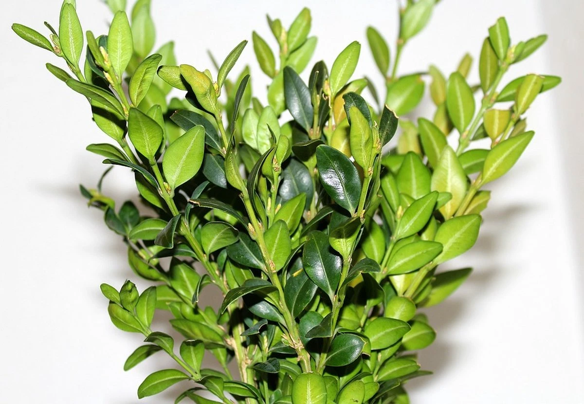 Buxus Sempervirens - 12 Stuks - Haag - Wintergroen - P9 - Afbeelding 2