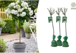 Stamrozen 3x XXL - Buitenplant - Grootbloemig - OH2 - Winterhard - Heerlijke Geur - Wit- Stamrozen 120-140 Cm