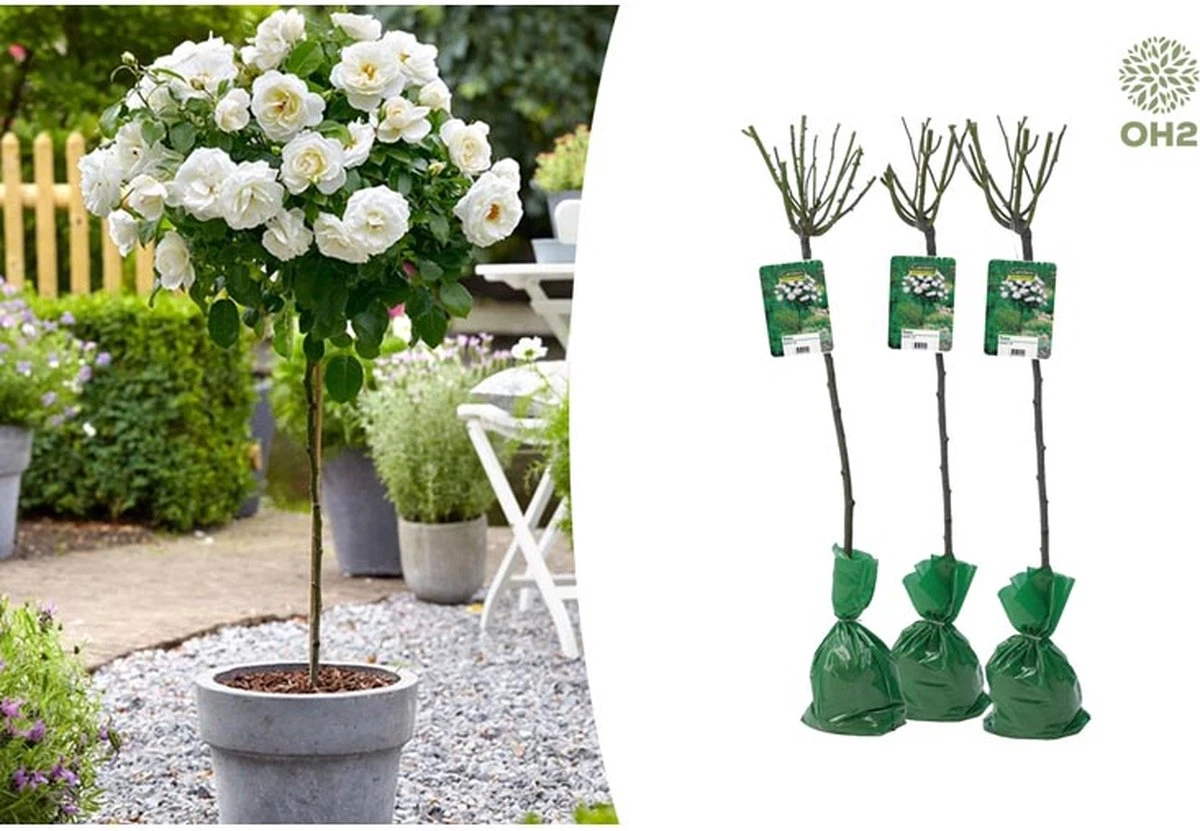 Stamrozen 3x XXL - Buitenplant - Grootbloemig - OH2 - Winterhard - Heerlijke Geur - Wit- Stamrozen 120-140 Cm