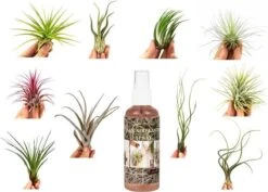 Tillandsia Luchtplantjes Mix Medium - Airplants - 10 Stuks + Tillandsia Spray