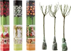 OH2 - Mini Patio Stamrozen - Kleurrijke Grootbloemige Rozen - 55-70 Cm - Meer Kleurig