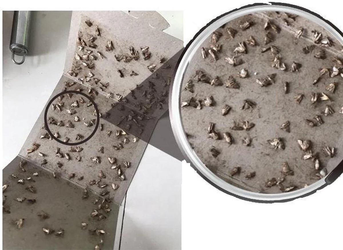 Insect Trap - Mottenval 8x Stuks - Bescherm Uw Kleding En Wollen Truien - Bevat Geen Insecticiden - Afbeelding 2