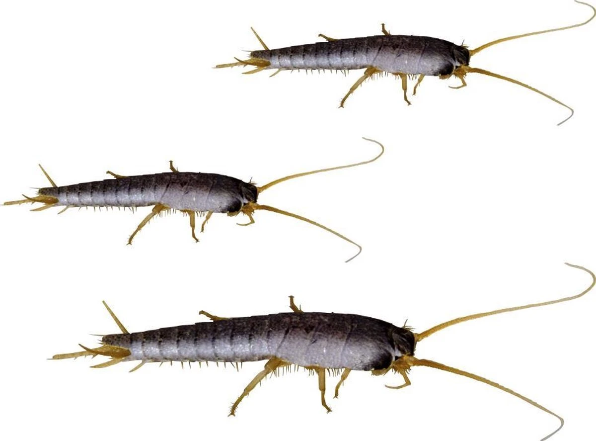 HGX Spray Tegen Zilvervisjes - 13463N - 400ml - Effectief Tegen Zilvervisjes - Vlekvrij - Werkt Tot 6 Weken - Afbeelding 4