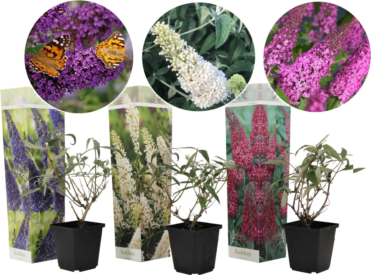 Plant In A Box - Mix Van 3 Vlinderstruiken - Buddleja Davidii 'Nanho Blue', 'Pink Delight', 'White Profusion' - Pot 9cm - Hoogte 25-40cm