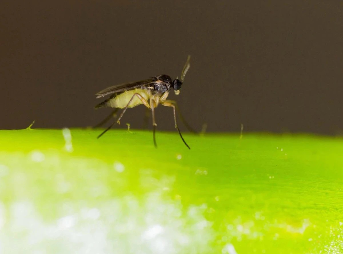 Aaltjes Tegen Rouwvliegjes 13m² - Rouwvliegjes Bestrijden - Biologisch Rouwvliegjes Bestrijden - Steinernema Feltiae - Trips Bestrijden - Mineervliegen Bestrijden - Varenrouwmug Bestrijden - Emelten Bestrijden - 6 Miljoen Aaltjes