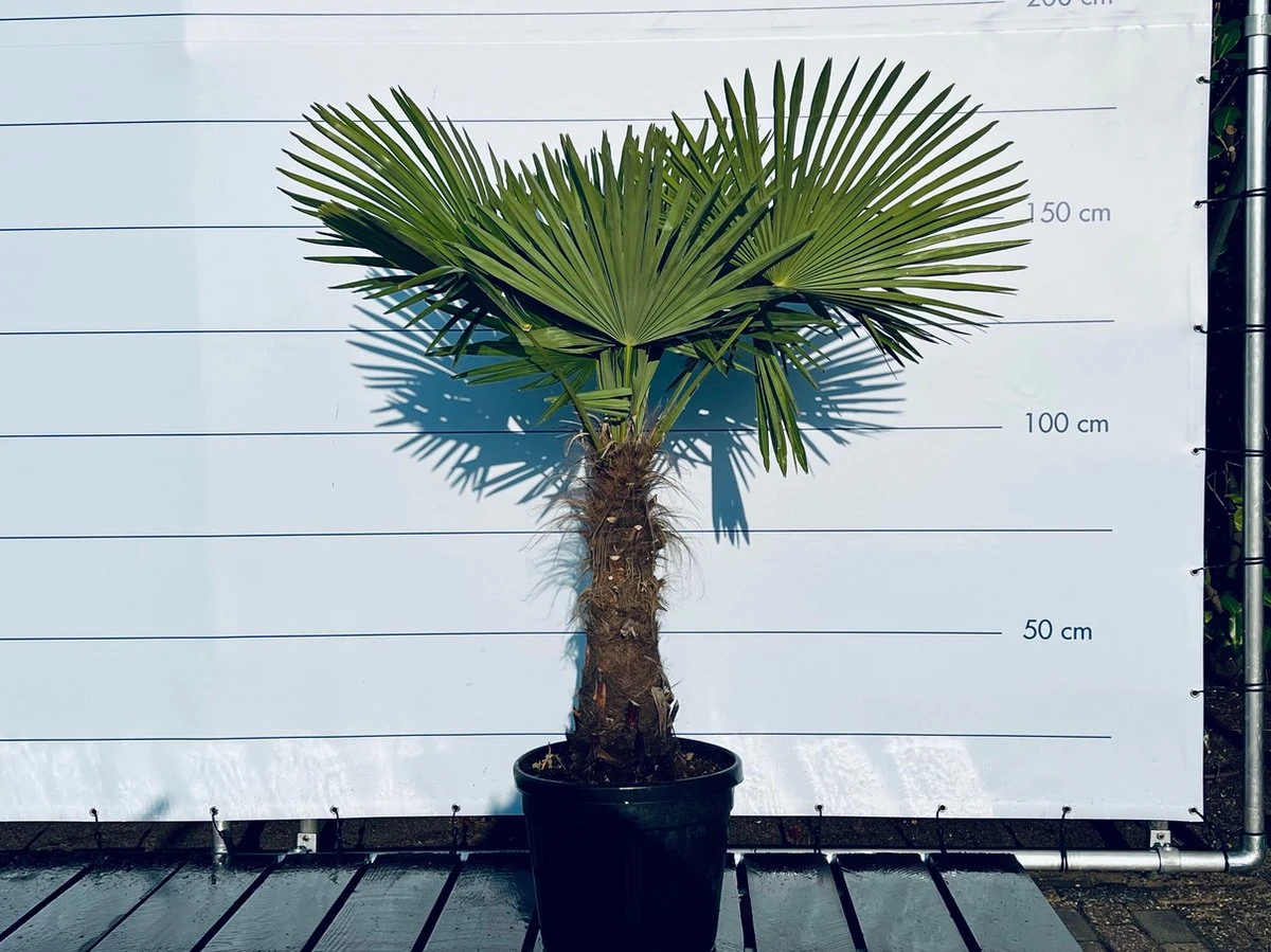 Sunnytree - Palmboom - Trachycarpus Fortunei - Winterharde Palmboom Voor Buiten - Hoogte: 160 Cm - Afbeelding 3