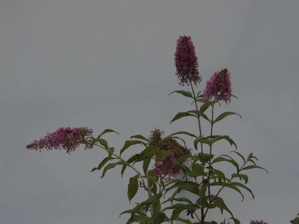Buddleja 'Pink Delight' Vlinderstruik - 60 Cm - 2 Liter Pot - Afbeelding 4