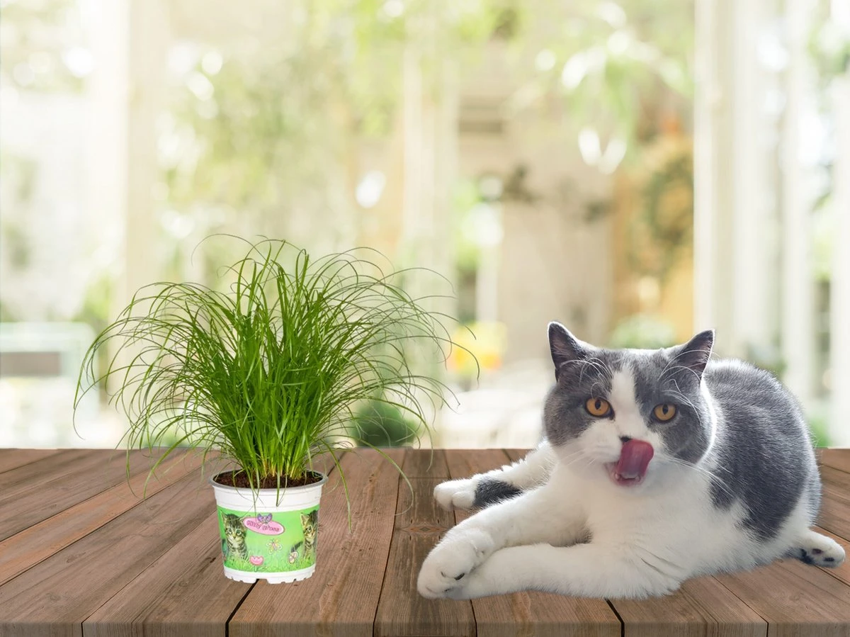 Merkloos ZynesFlora - Cyperus - Kattengras - 2 Stuks - Ø 12 Cm - Hoogte: 25-30 Cm - Kamerplant - Afbeelding 4