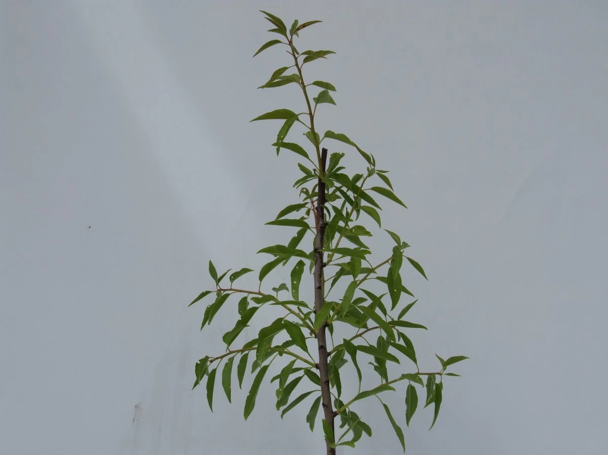 Prunus Dulcis 'Texas', Amandelboom, 5 Liter Pot - Afbeelding 2