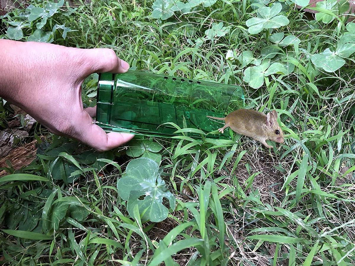 Pest Hunter™ Diervriendelijke Muizenvallen – 2 Stuks - Vangt Muizen En Ratten Levend - Humane Muizenval - Afbeelding 4