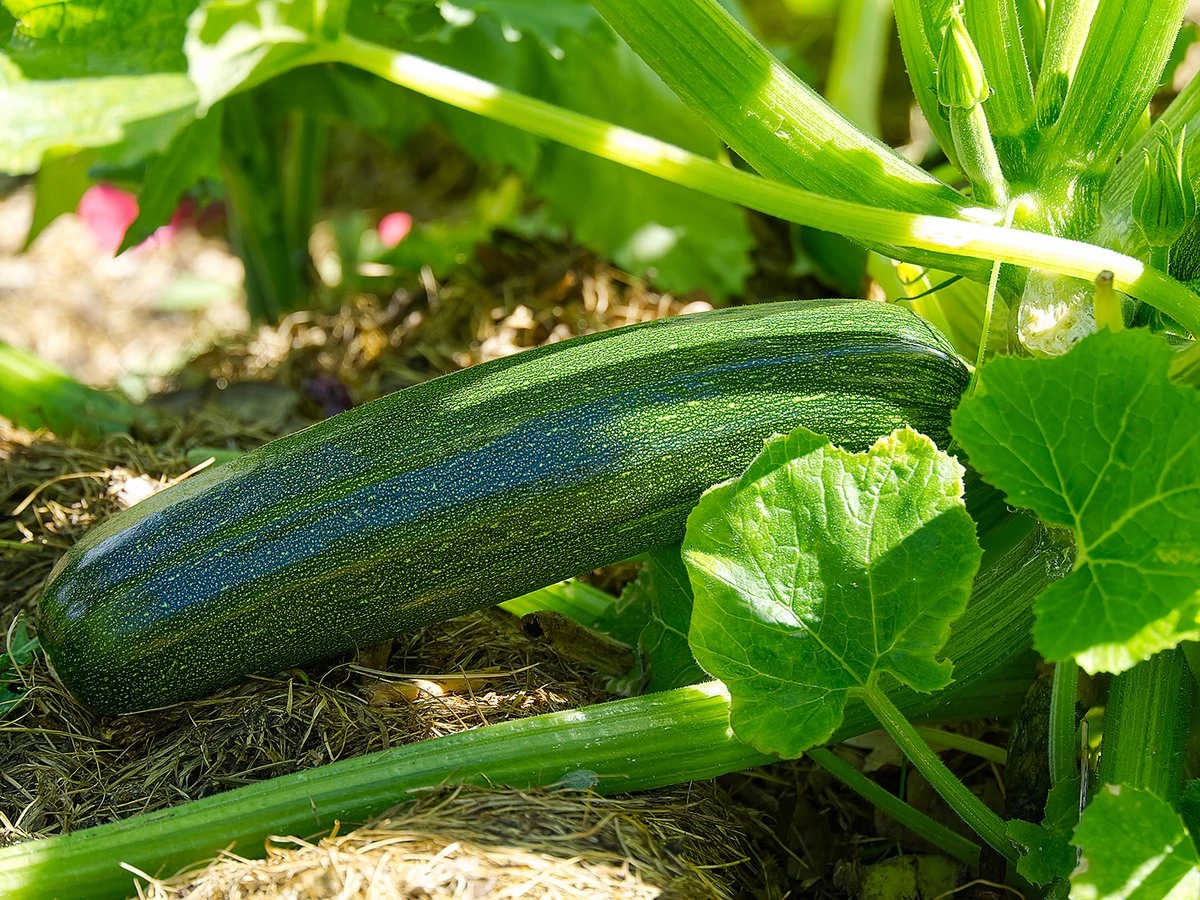 Tuin De Bruijn® Zaden - Courgette Black Beauty - Zeer Hoge Opbrengst - Afbeelding 3