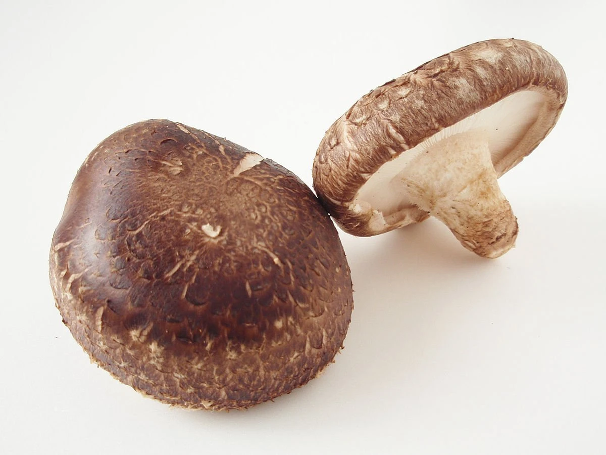 ToshiFarm Broed Voor Shiitake - 50 Gram - Zelf Shiitake Kweken - Broed Voor Shiitake Kweekset - Paddenstoel Sporen - Afbeelding 7