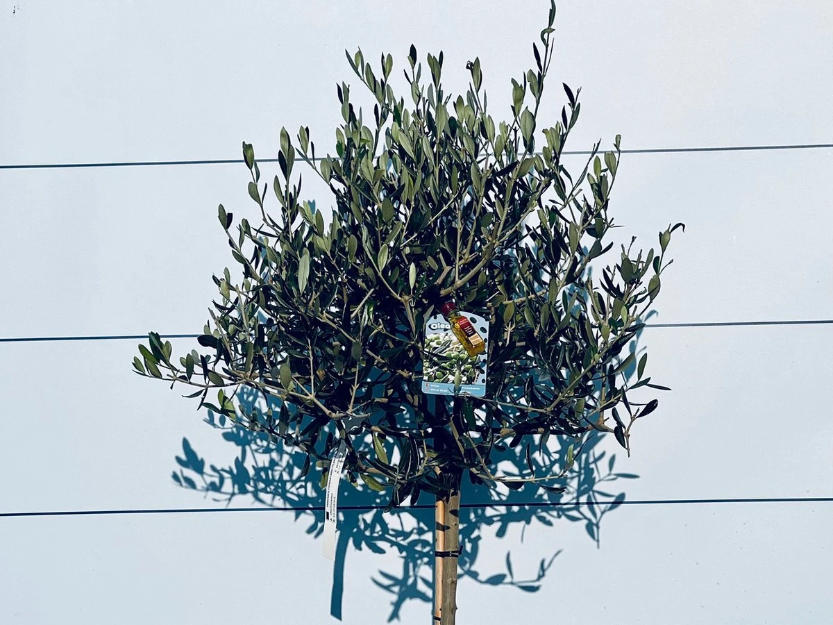 Sunnytree - Olijfboom Op Stam - Boom - Winterhard - Groenblijvend - Bol Op Stam - 160cm Hoog - Afbeelding 2
