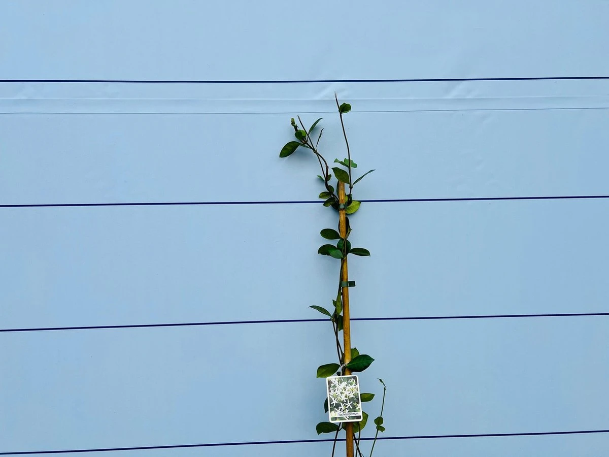 Toscaanse Jasmijn - Klimplant - Buitenplant - Winterhard - Trachelospermum Jasminoides 160 Cm - Afbeelding 3