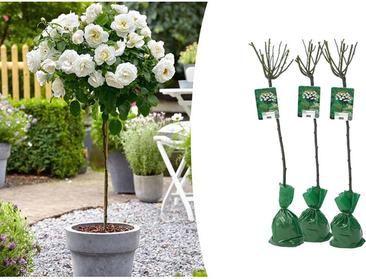 Stamrozen 3x XXL - Buitenplant - Grootbloemig - OH2 - Winterhard - Heerlijke Geur - Wit- Stamrozen 120-140 Cm - Afbeelding 2