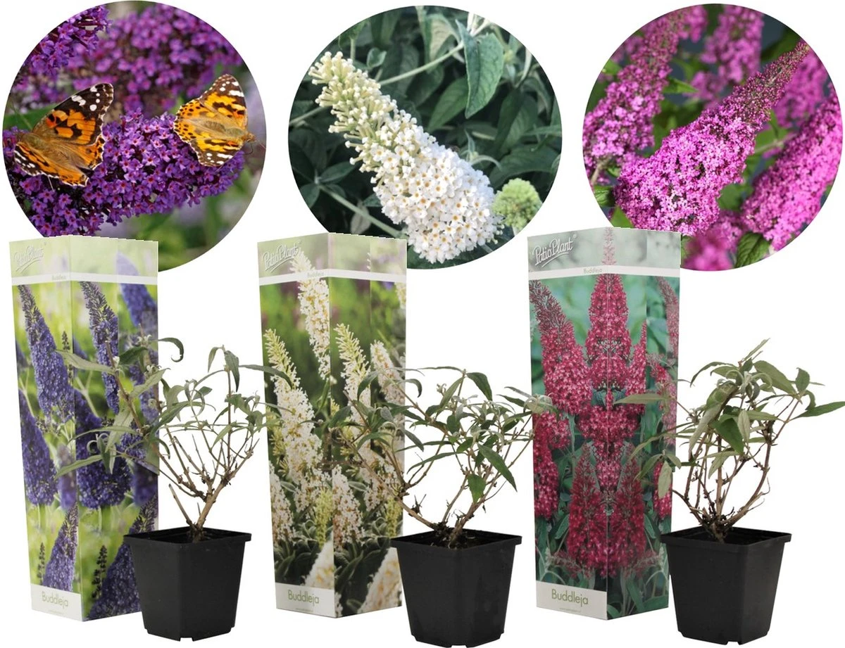 Plant In A Box - Mix Van 3 Vlinderstruiken - Buddleja Davidii 'Nanho Blue', 'Pink Delight', 'White Profusion' - Pot 9cm - Hoogte 25-40cm - Afbeelding 11