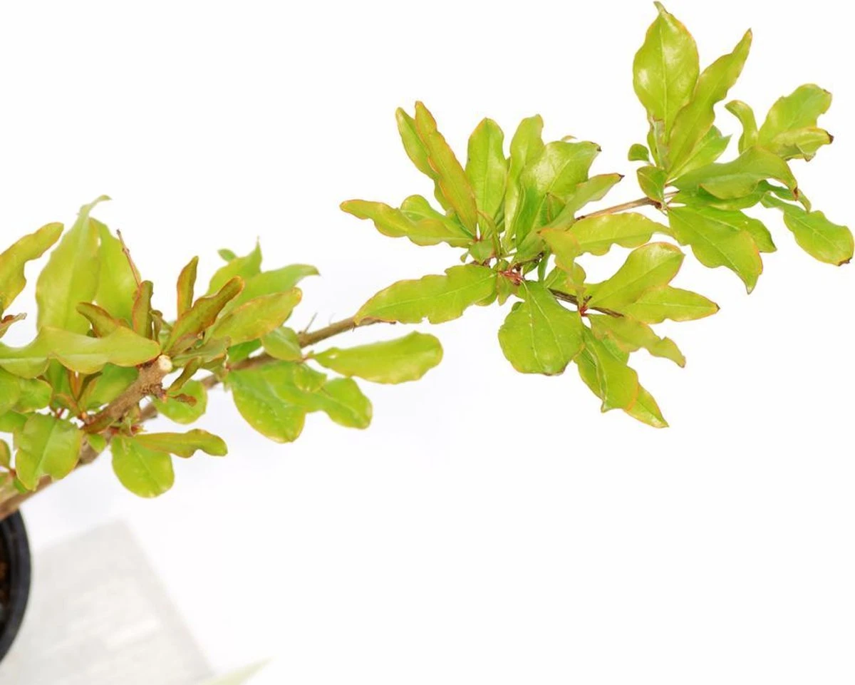 Punica Granatum 'Acco', Granaatappel, 2 Liter Pot - Afbeelding 3