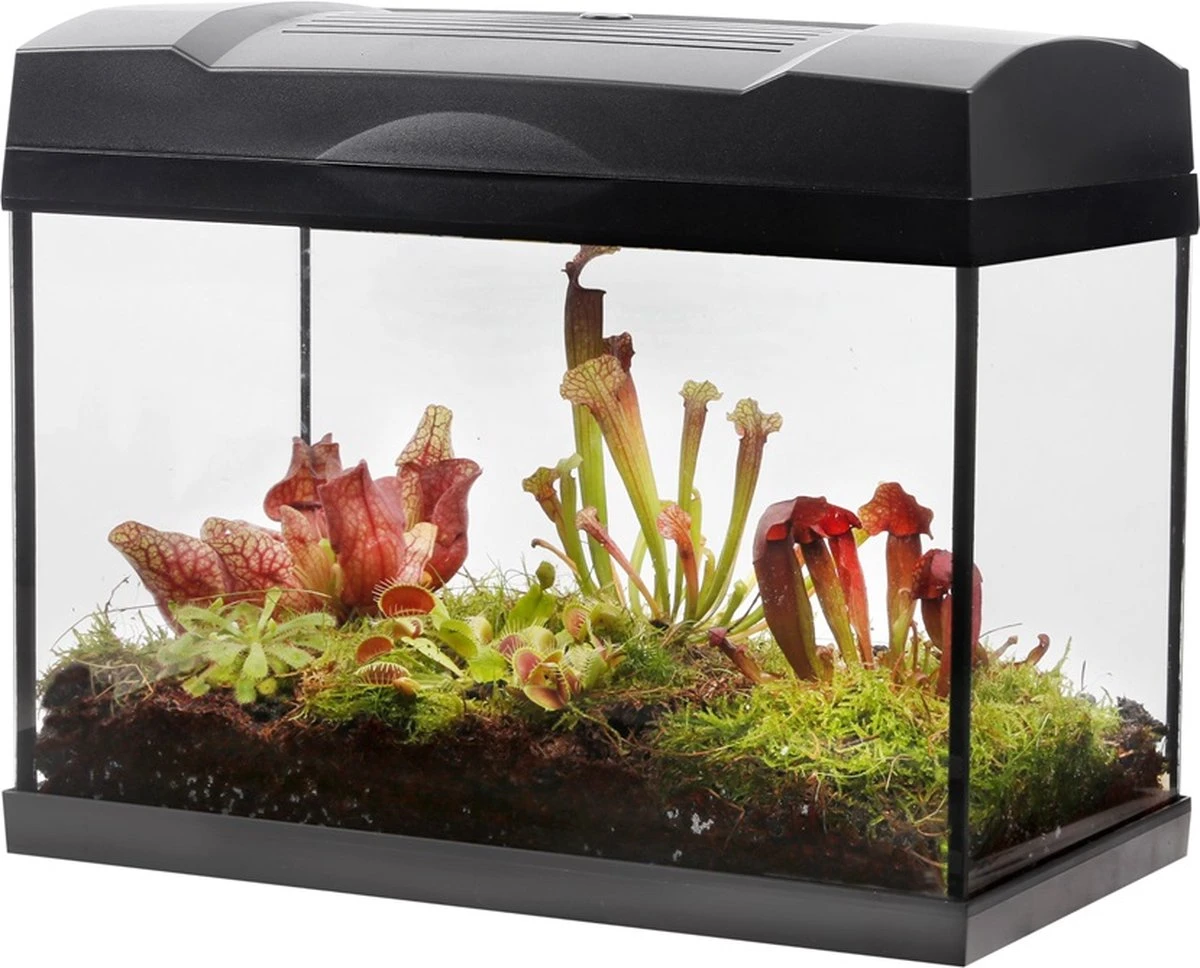Swampworld Terrarium XL Met Lamp - Vleesetende Planten Terrarium - 5 Verschillende Vleesetende Plant Soorten - L39xB21xH31 Cm