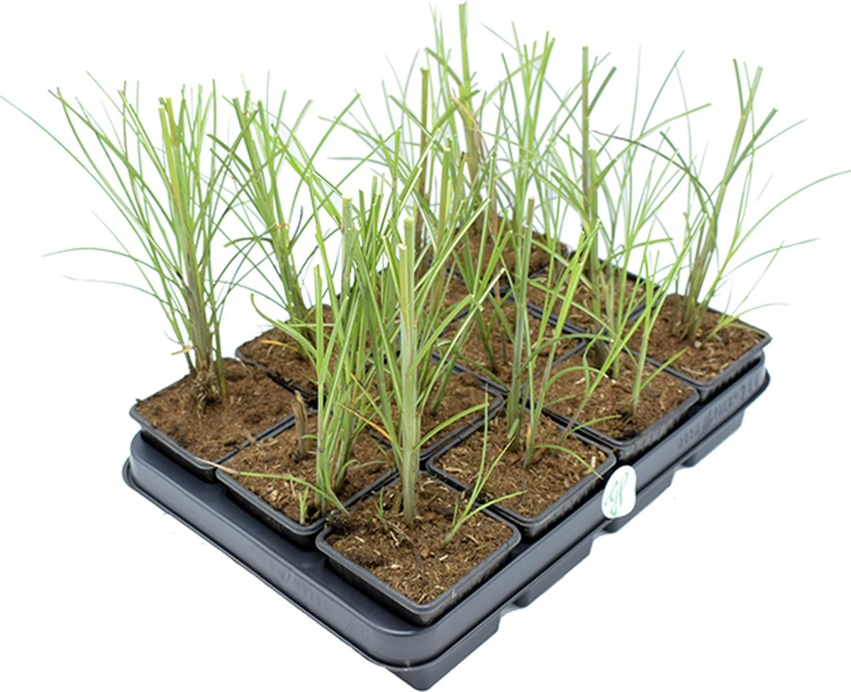 GP 12 X Prachtriet Gracillimus - Winterhard Siergras - Miscanthus Sinensis 'Gracillimus' In 9x9cm Pot Met Hoogte 5-10cm - Afbeelding 5