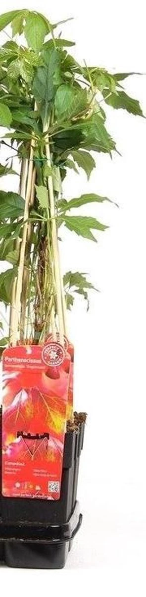 Wilde Wingerd / Parthenocissus Engelmannii - Klimplant | Rood Bladerig In De Herfst - Meerjarig En Winterharde Tuinplant | 1,5 Liter Pot - Afbeelding 2