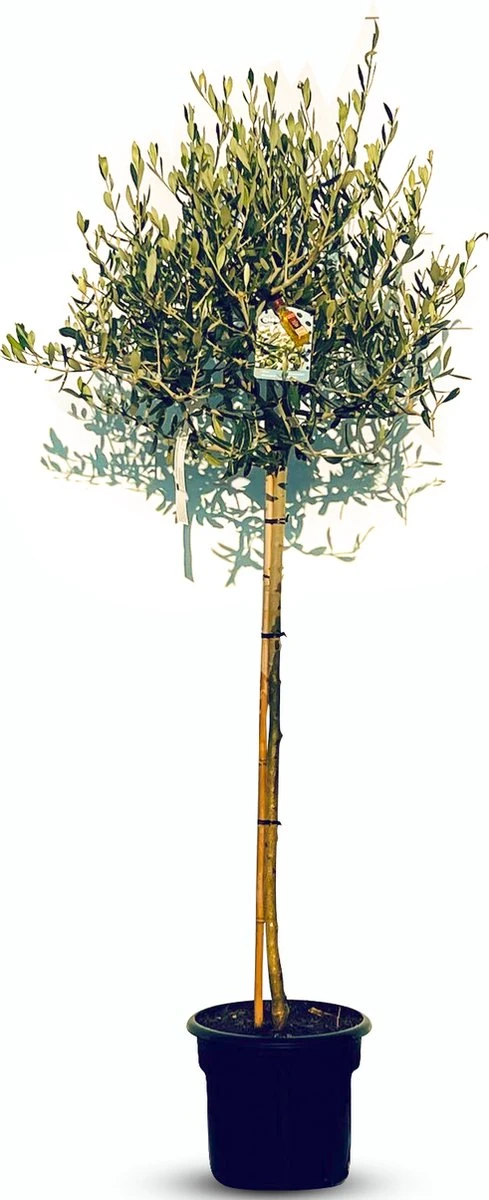 Sunnytree - Olijfboom Op Stam - Boom - Winterhard - Groenblijvend - Bol Op Stam - 160cm Hoog