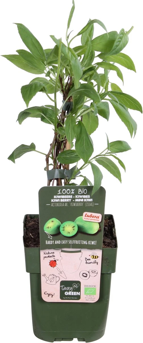 Merkloos Actinidia Arguta 'Kiwiberry'® - Mini Kiwi - BIO Fruitplant - Afbeelding 2