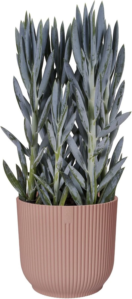 Elho Vibes Fold Rond 25 - Bloempot Voor Binnen - Ø 25.0 X H 23.0 Cm - Delicaat Roze - Afbeelding 2