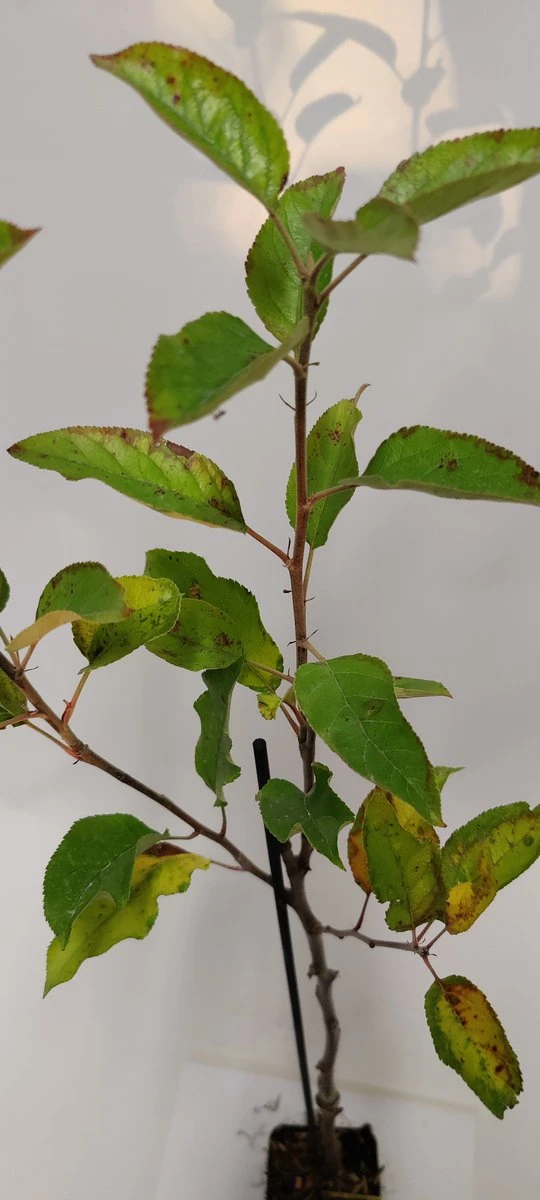 Set Van 4 Fruitbomen - 1 Appel, 1 Peer, 1 Kers, 1 Pruim - Hoogte 60cm - 9cm Pot - Mix A - Afbeelding 5