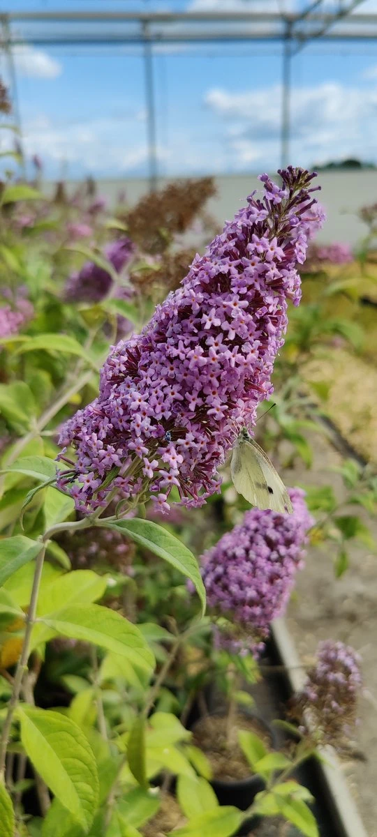 Buddleja 'Pink Delight' Vlinderstruik - 60 Cm - 2 Liter Pot - Afbeelding 3