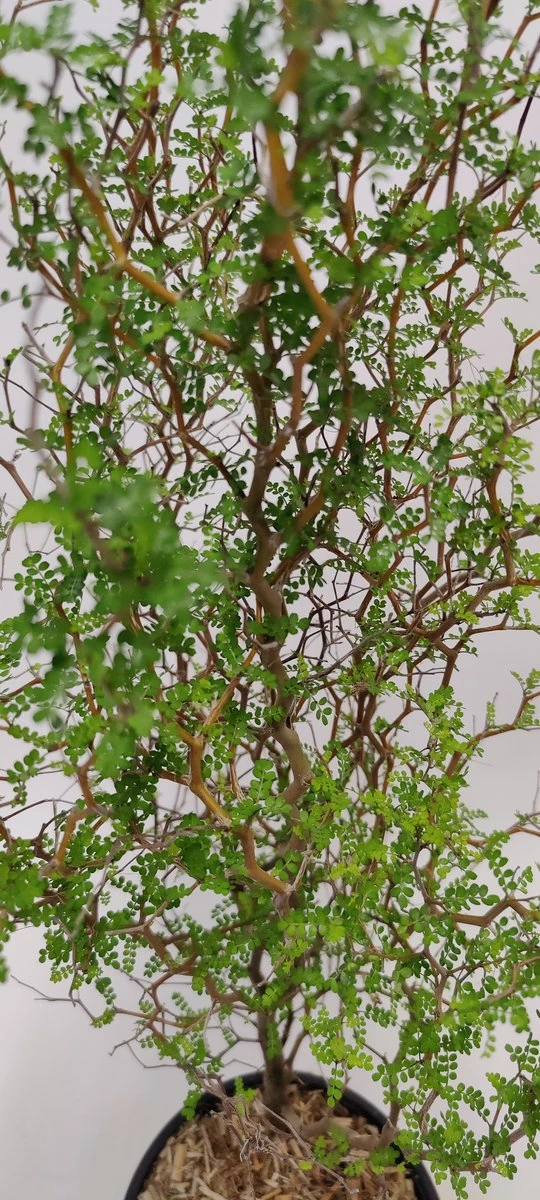 Sophora 'Little Baby' Honingboom- Zigzagstruik - Hoogte 60cm - 2 Liter Pot - Afbeelding 2