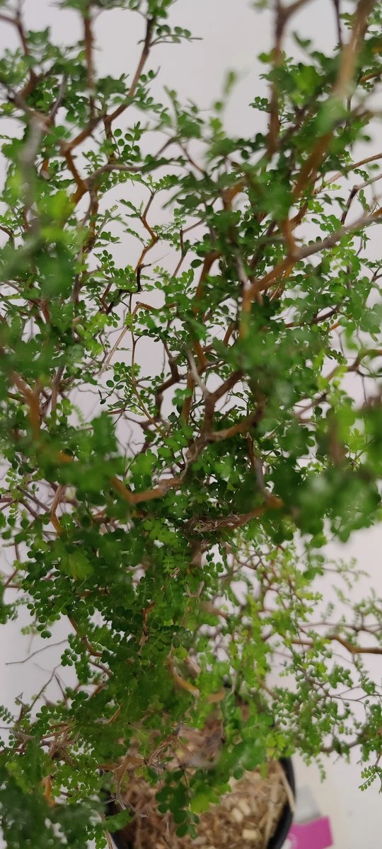 Sophora 'Little Baby' Honingboom- Zigzagstruik - Hoogte 60cm - 2 Liter Pot - Afbeelding 4