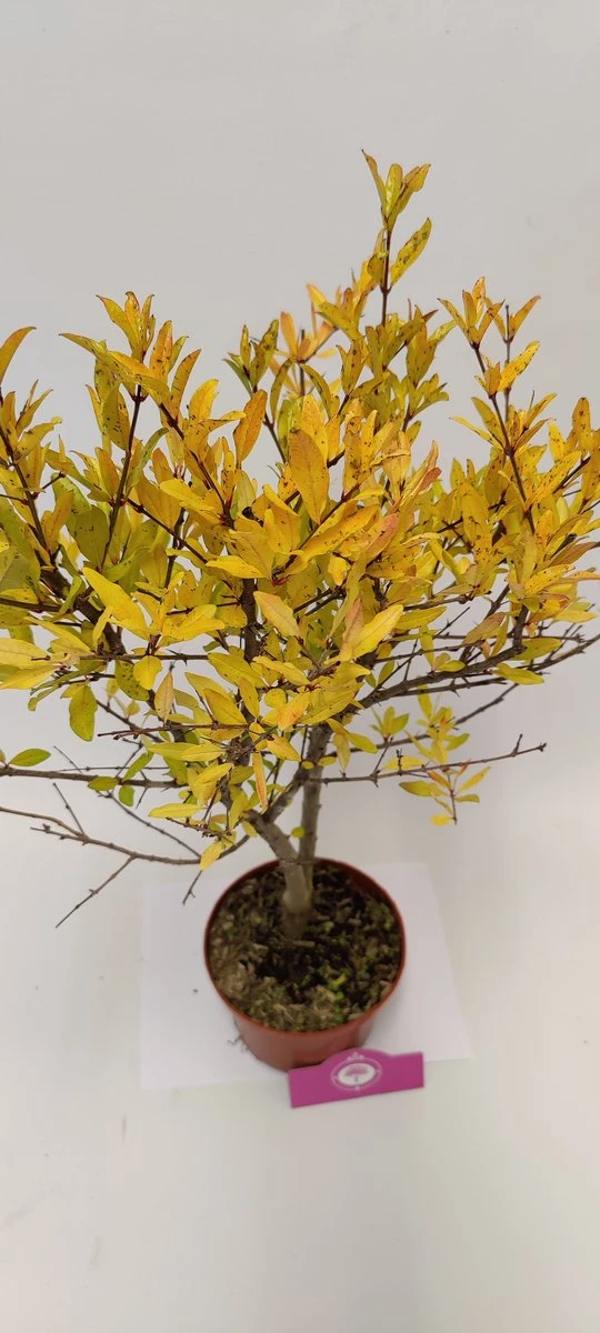 Punica Granatum 'Acco', Granaatappel, 2 Liter Pot - Afbeelding 2