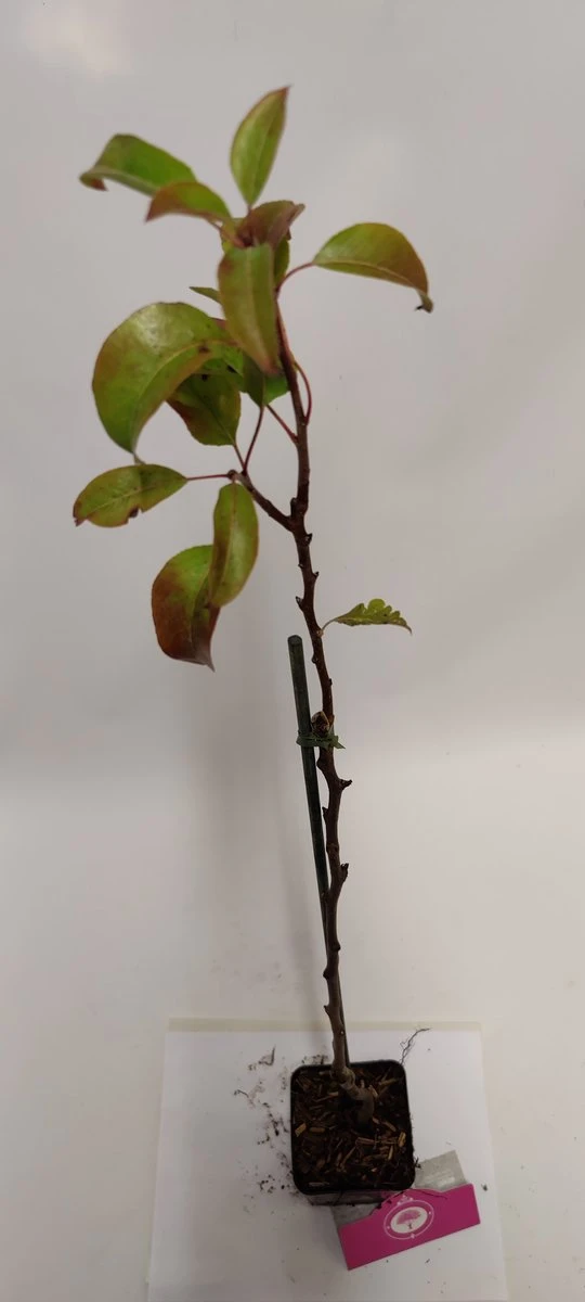 Set Van 4 Fruitbomen - 1 Appel, 1 Peer, 1 Kers, 1 Pruim - Hoogte 60cm - 9cm Pot - Mix A - Afbeelding 2