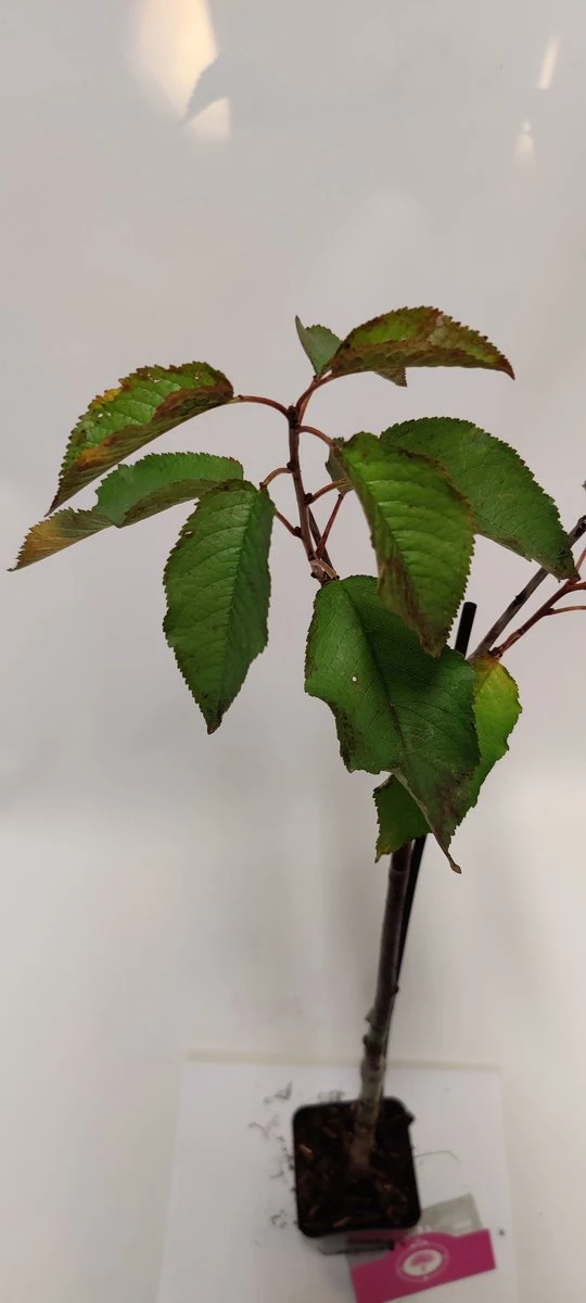 Set Van 4 Fruitbomen - 1 Appel, 1 Peer, 1 Kers, 1 Pruim - Hoogte 60cm - 9cm Pot - Mix A - Afbeelding 3