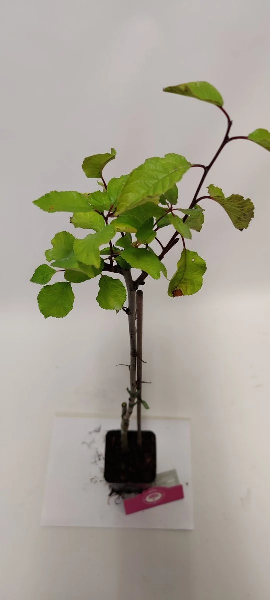 Set Van 4 Fruitbomen - 1 Appel, 1 Peer, 1 Kers, 1 Pruim - Hoogte 60cm - 9cm Pot - Mix A - Afbeelding 4