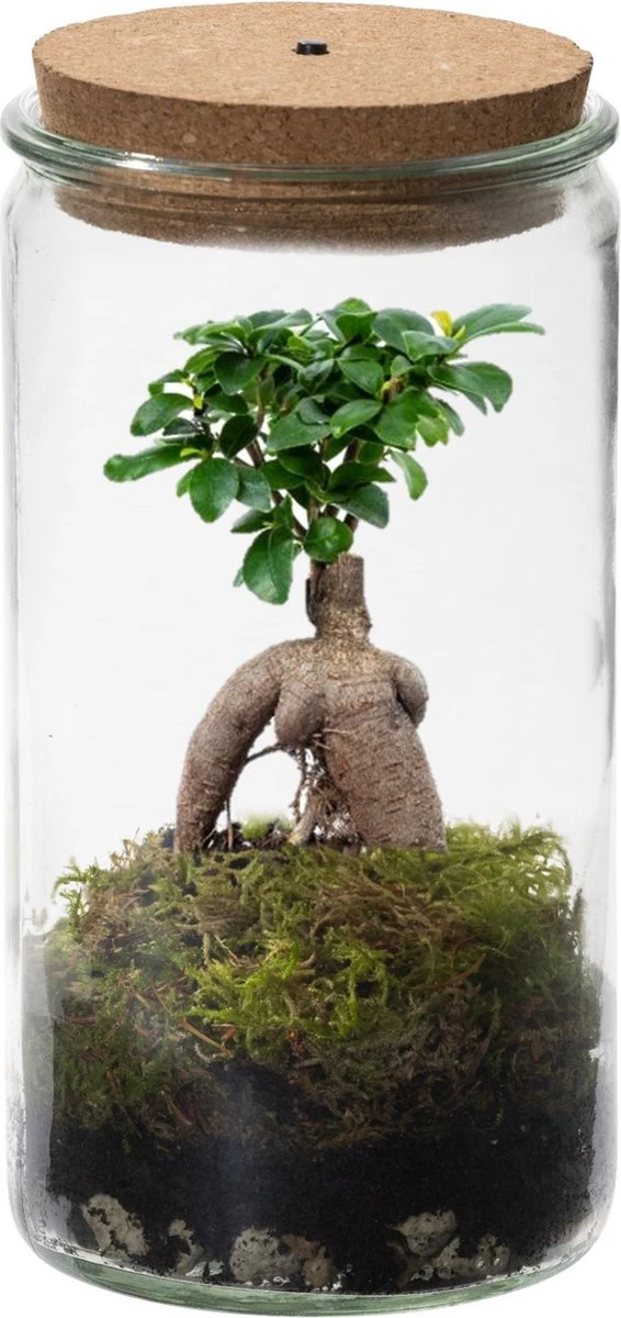 Ecosysteem Plant Met Lamp -Ecoworld Weck Glas Met Lamp + 1 Mini Bonsai Ficus Ginseng - Ø10,5 Cm - Hoogte 21 Cm