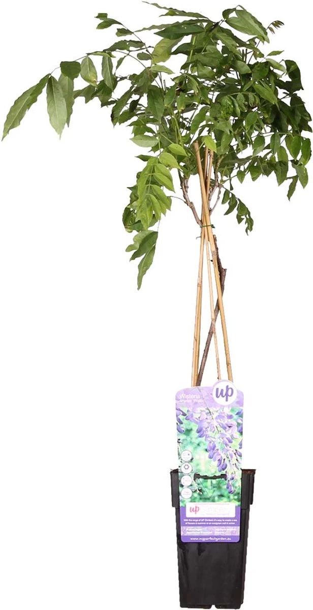 Wisteria Sinensis Prolific – Blauwe Regen – Klimplant – Onderhoudsvriendelijk - ⌀15 Cm - 60-70 Cm - Afbeelding 3