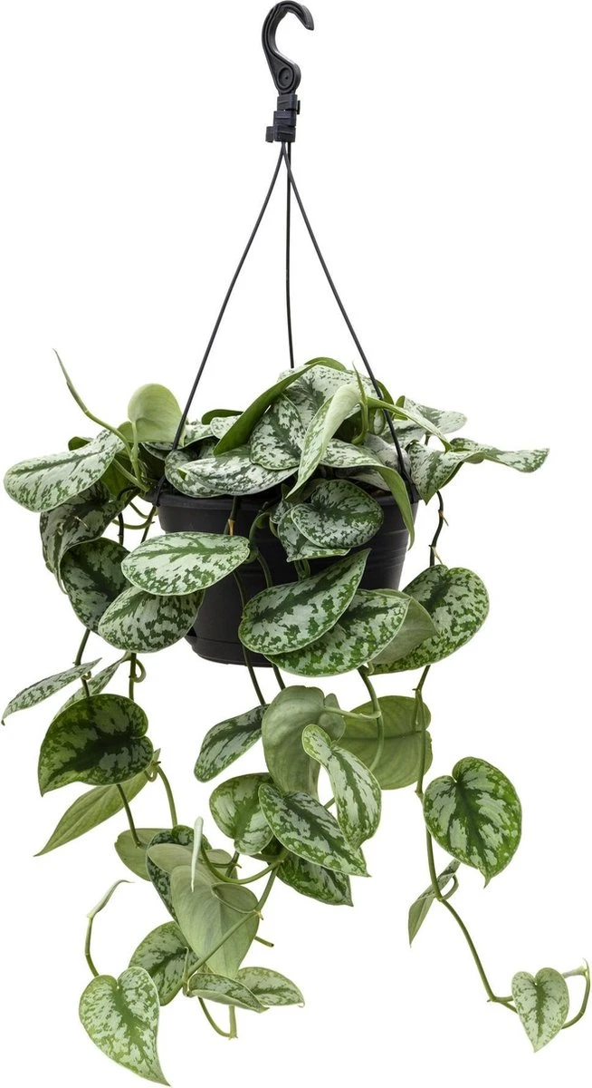 Fleurdirect - Scindapsus - 45 Cm - Ø 15 - 1 Stuks